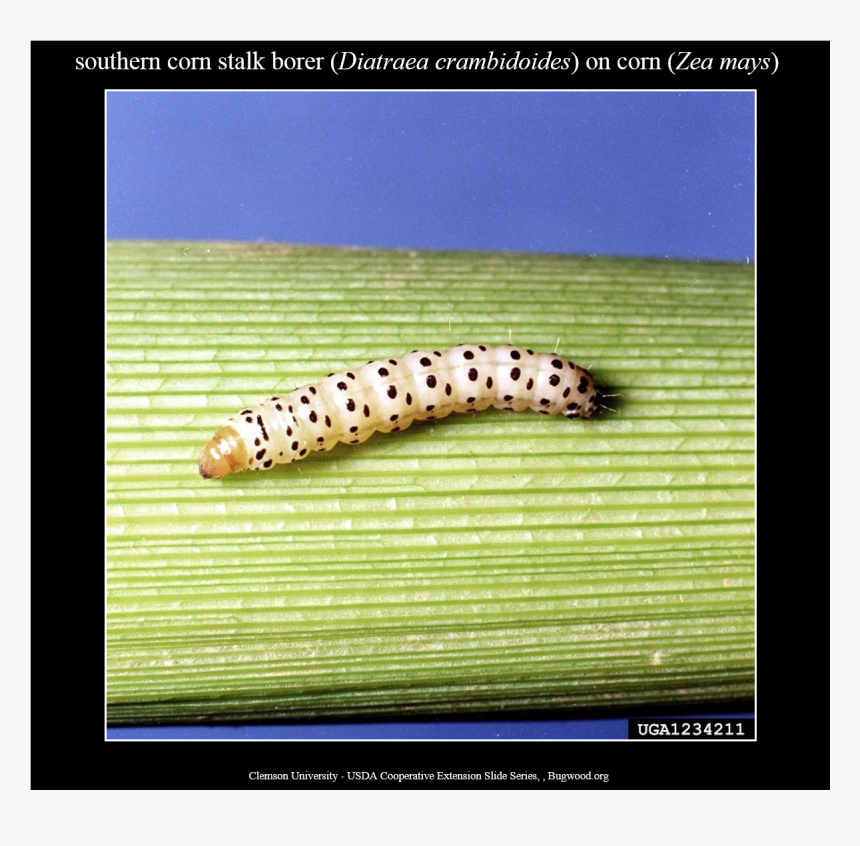Spicebush Swallowtail, HD Png Download
