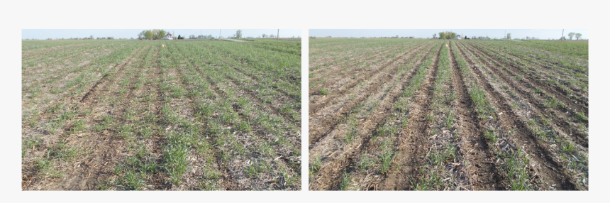 Photo Of Corn Using Strip Till Versus No Till Following - Field, HD Png Download