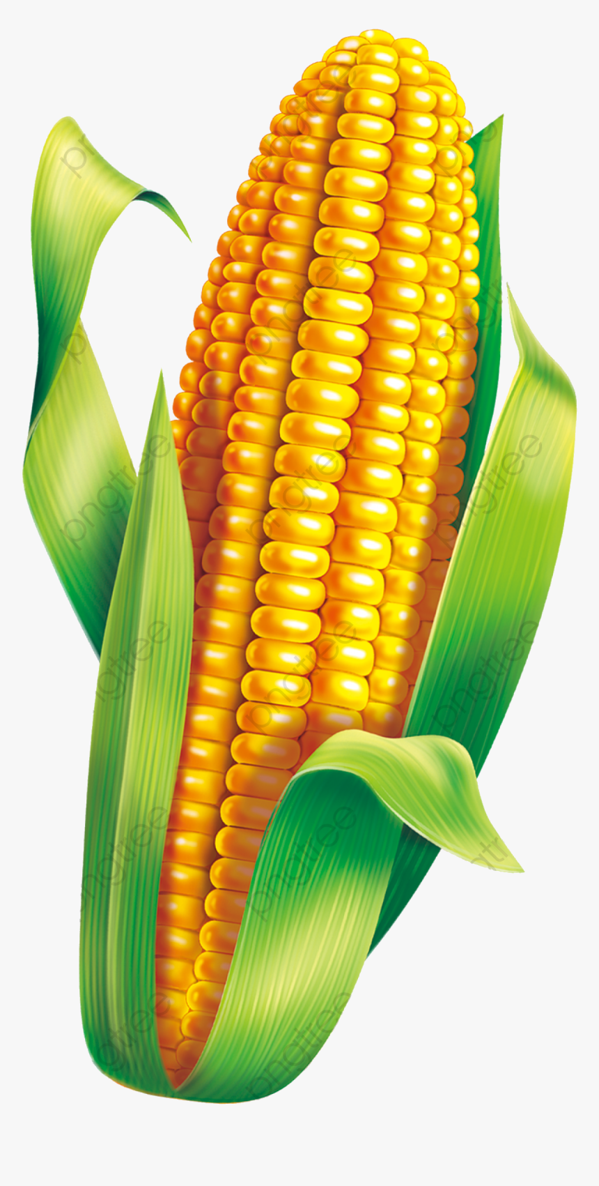 Corn Material Clipart Green Transparent Png - Milho Verde Festa Junina Png, Png Download