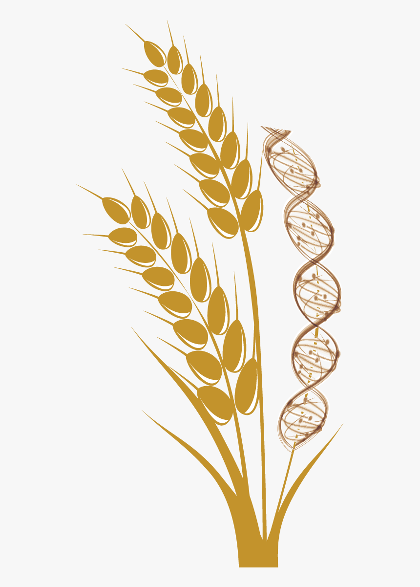 Wheat Stalk Png - Wheat, Transparent Png