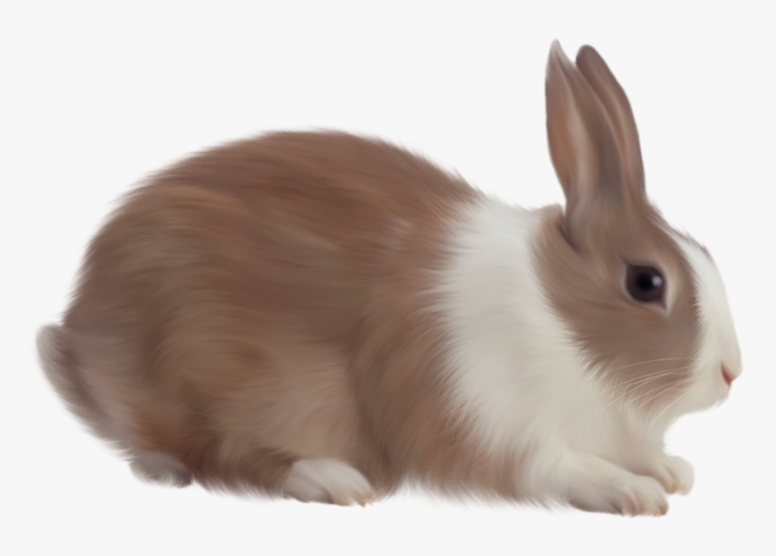 Easter Bunny Rabbit - Rabbit Png, Transparent Png