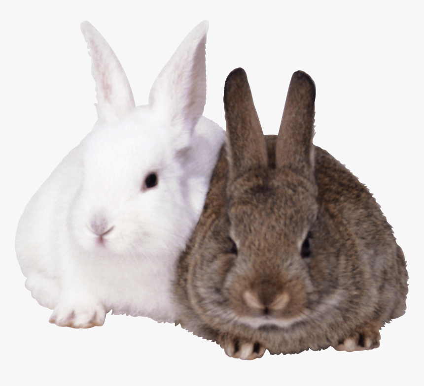 Rabbits Png Image - Rabbits Png, Transparent Png