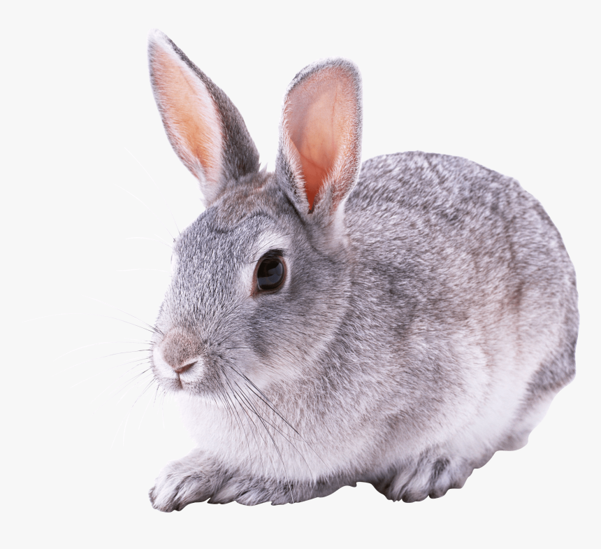 Great Rabbit Sitting - Conejo Png, Transparent Png