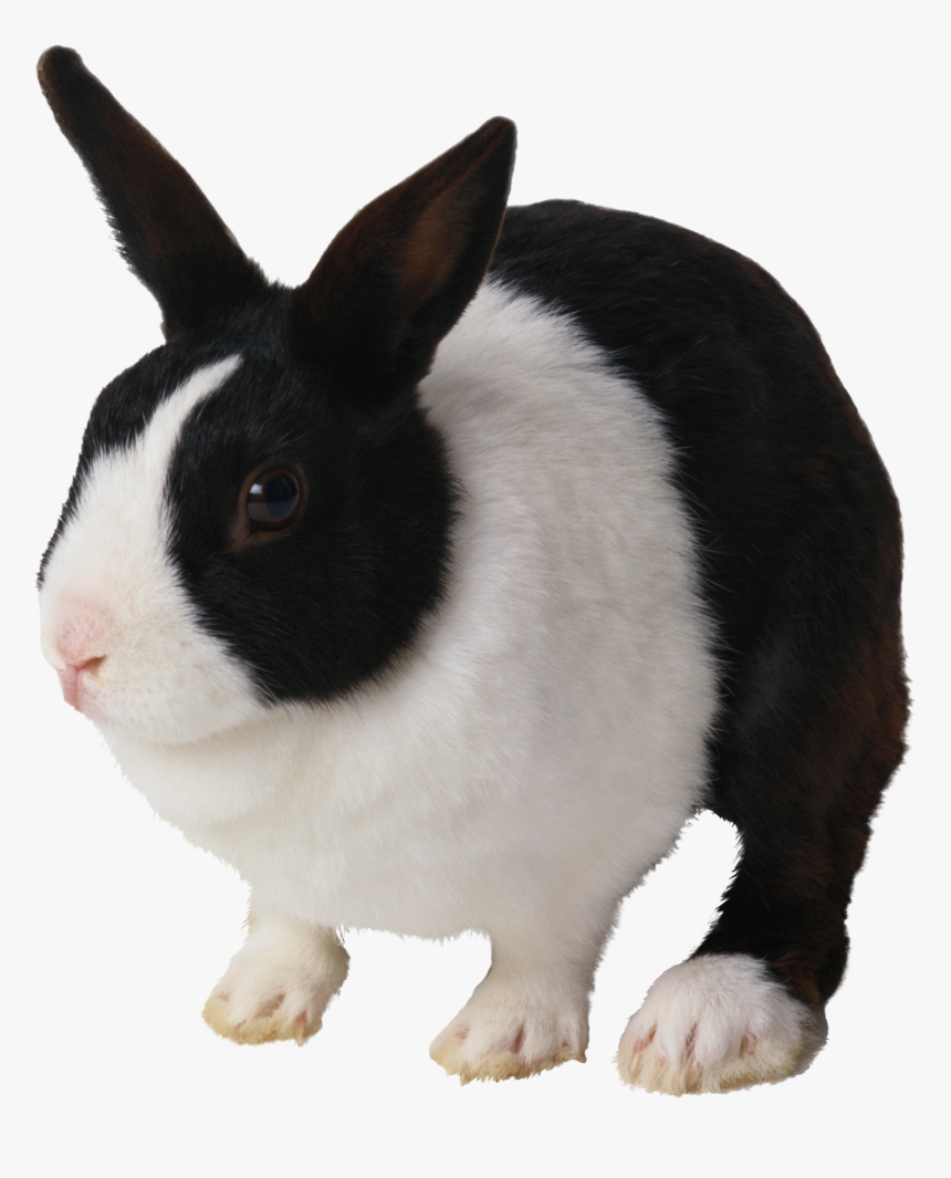 Black And White Rabbit Png, Transparent Png