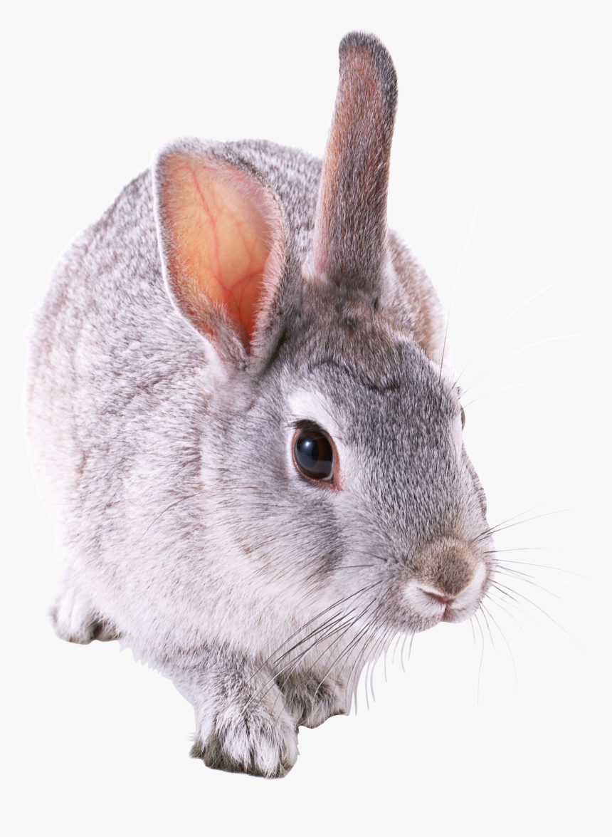 Free Download Of Rabbit Png Icon - Кролик Пнг, Transparent Png