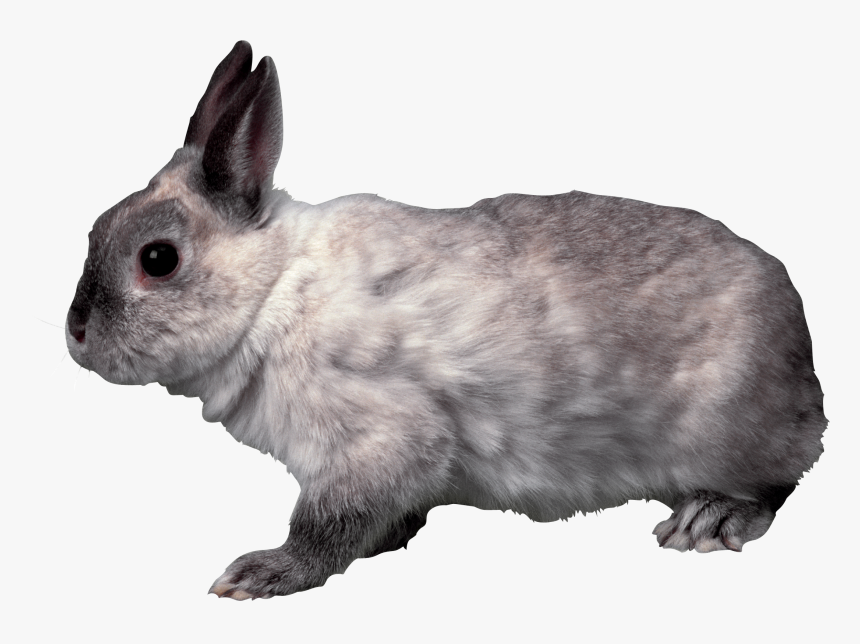 Rabbit Png Image - Grey Bunny Transparent Background, Png Download