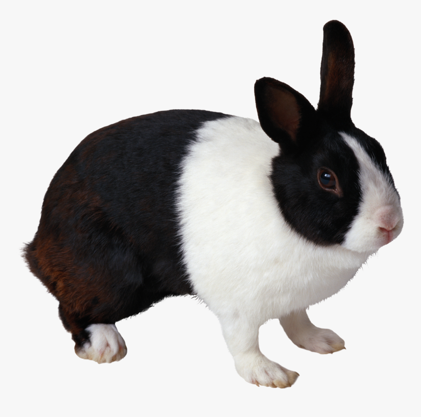 Black And White Rabbit Png, Transparent Png