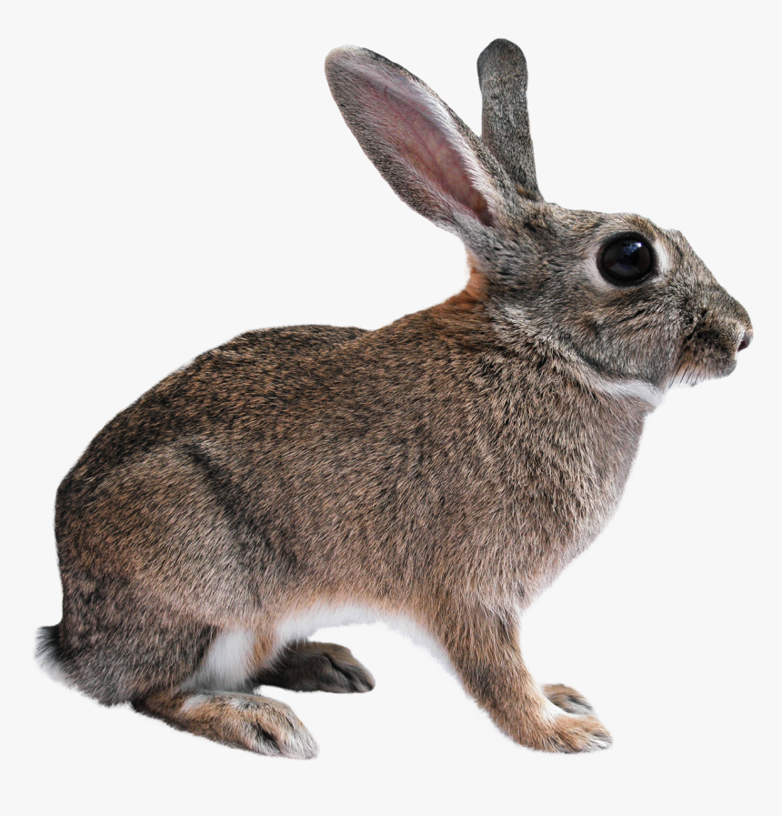 Animal Images Png, Transparent Png