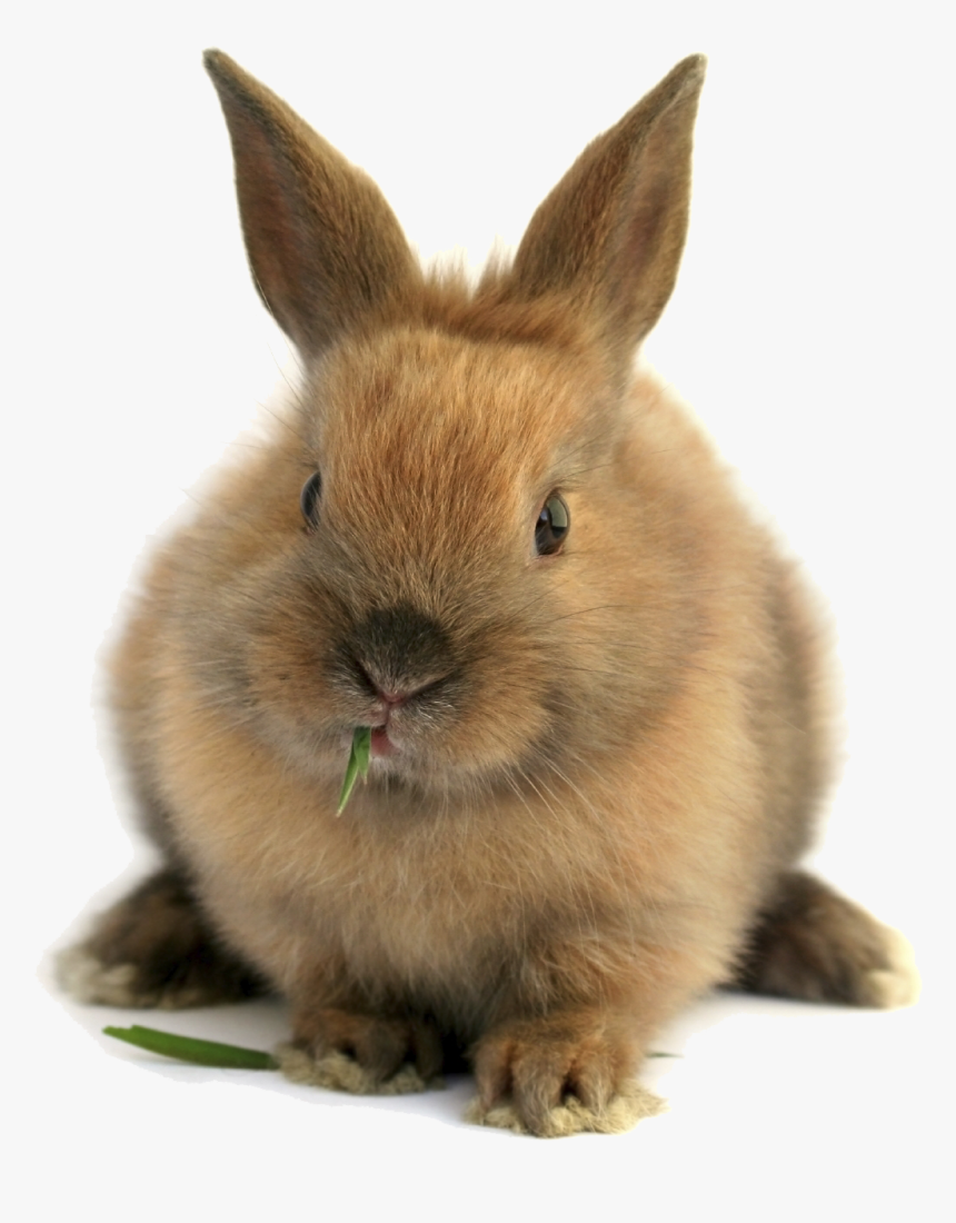 Rabbit Download Image Arts - Bunny Png, Transparent Png