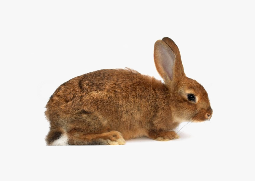 Brown Rabbit Png Download Image - Rabbit With A White Background, Transparent Png