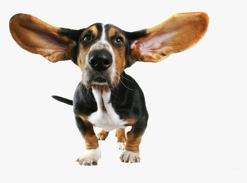 Cute Small Dog With Flying Ears Png Image - Basset Hound Ears, Transparent Png