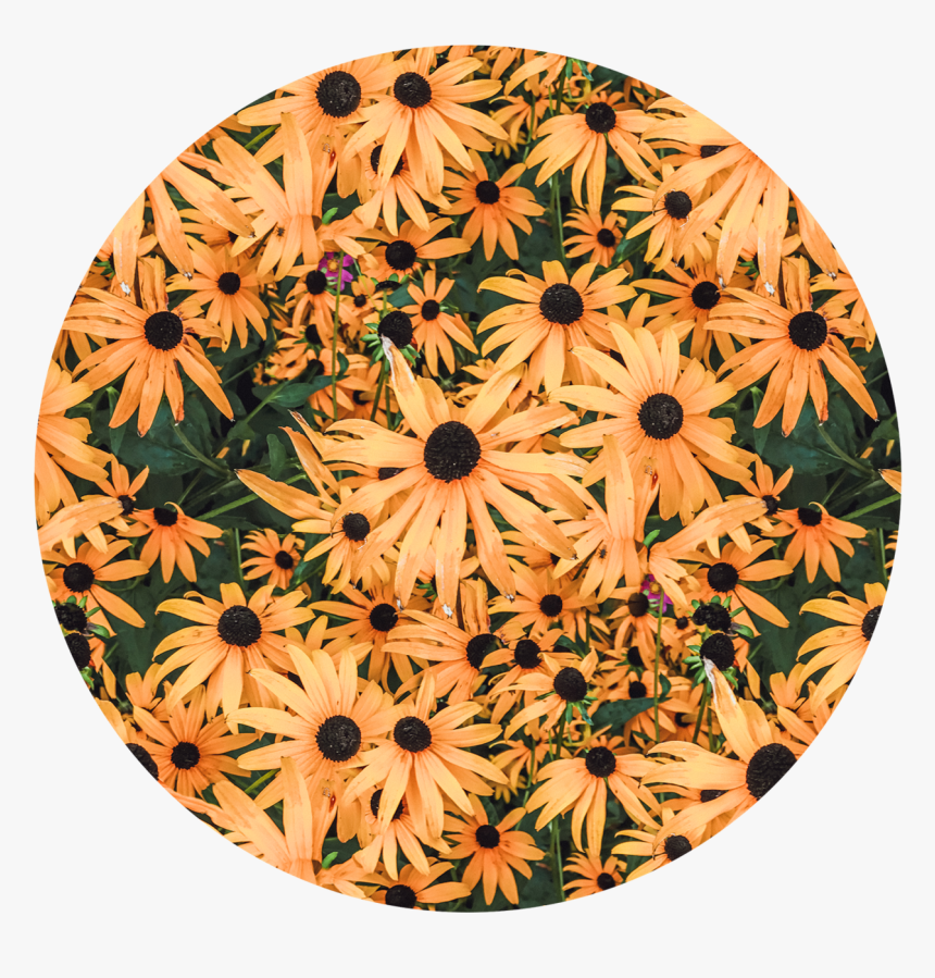African Daisy, HD Png Download