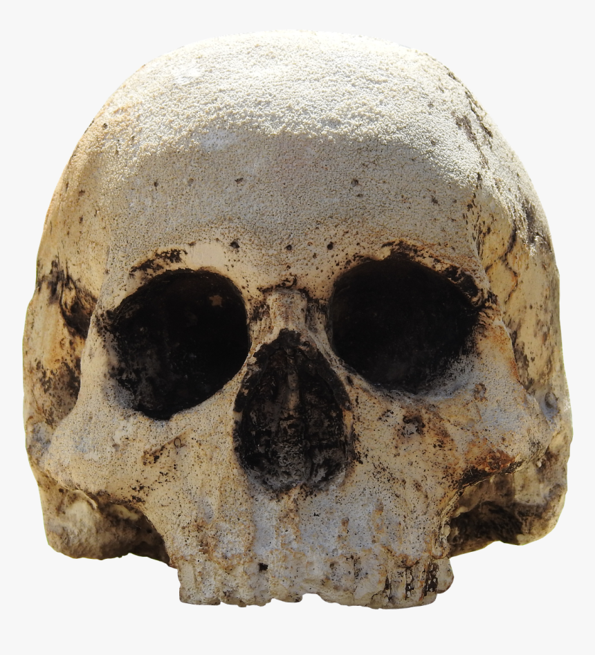 Skull, Head, Skull And Crossbones, Weird, Bone - Squelette Tête De Mort Png, Transparent Png