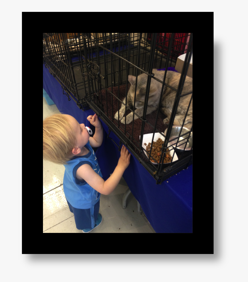 Cat - Animal Shelter, HD Png Download