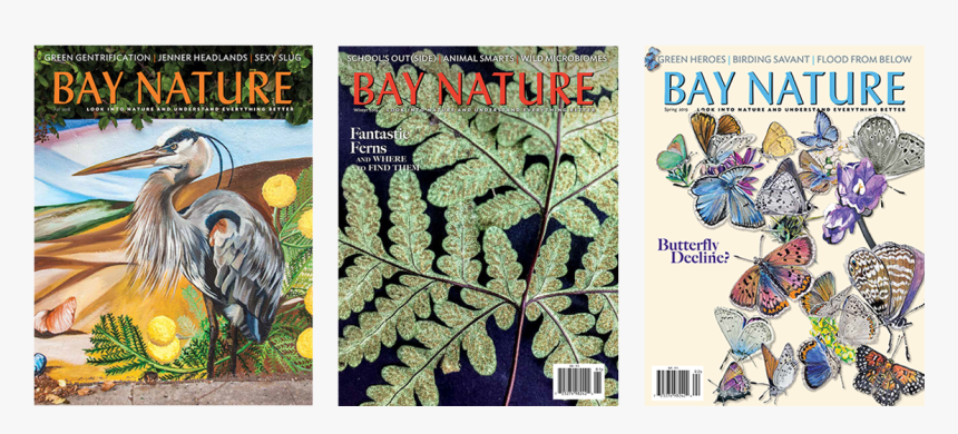 Three Bay Nature Issue Covers - Little Blue Heron, HD Png Download
