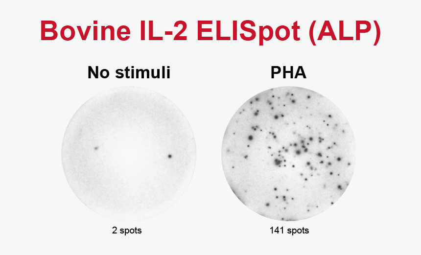 Bovine Il-2 Elispot - Circle, HD Png Download
