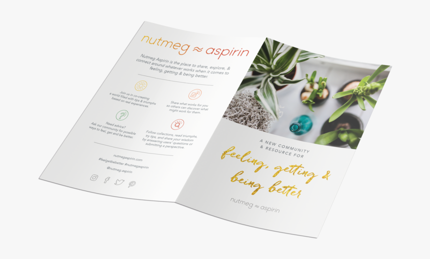 Nut Mockup Leaflet 2xdl 4 - Christmas Tree, HD Png Download