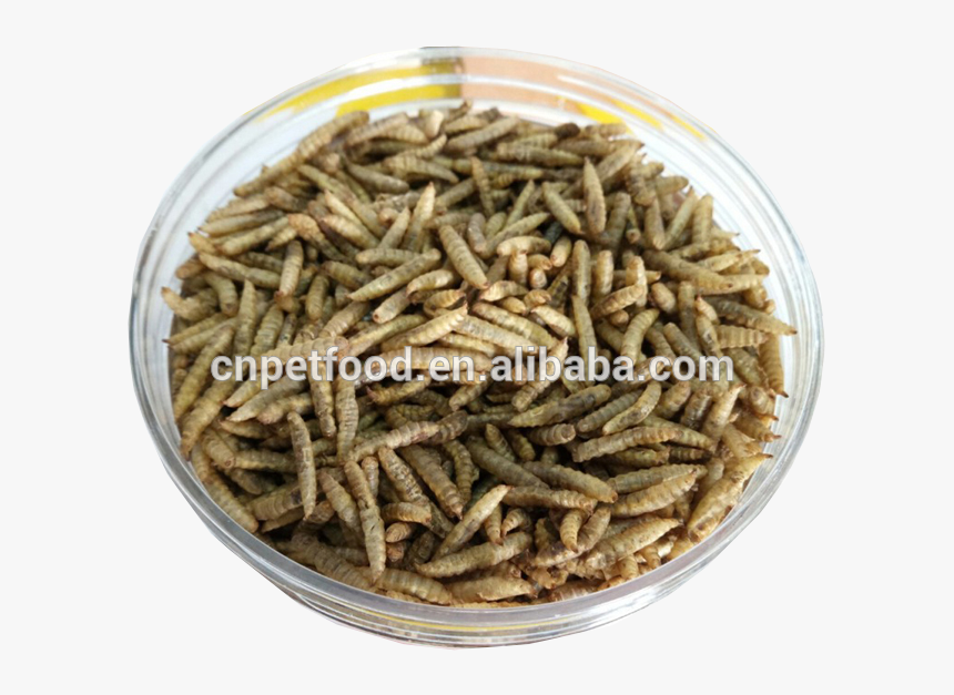 Wholesale Bird Food Fish Food Dried Black Soldier Fly - Grasshopper, HD Png Download