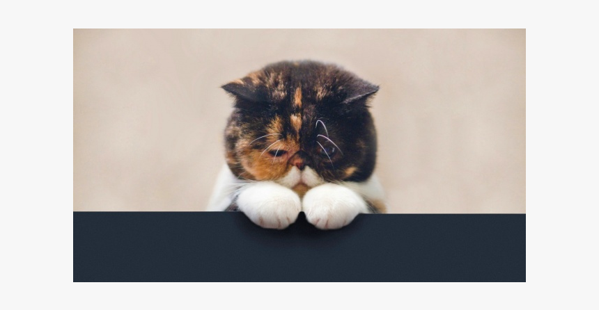 Котенок Грустит, HD Png Download