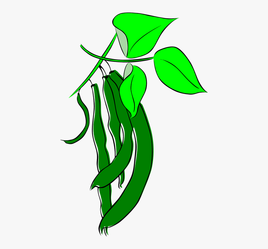 Beans, Leguminous Plants, Pulse, Legumes, Garden - Beans Cartoon, HD Png Download
