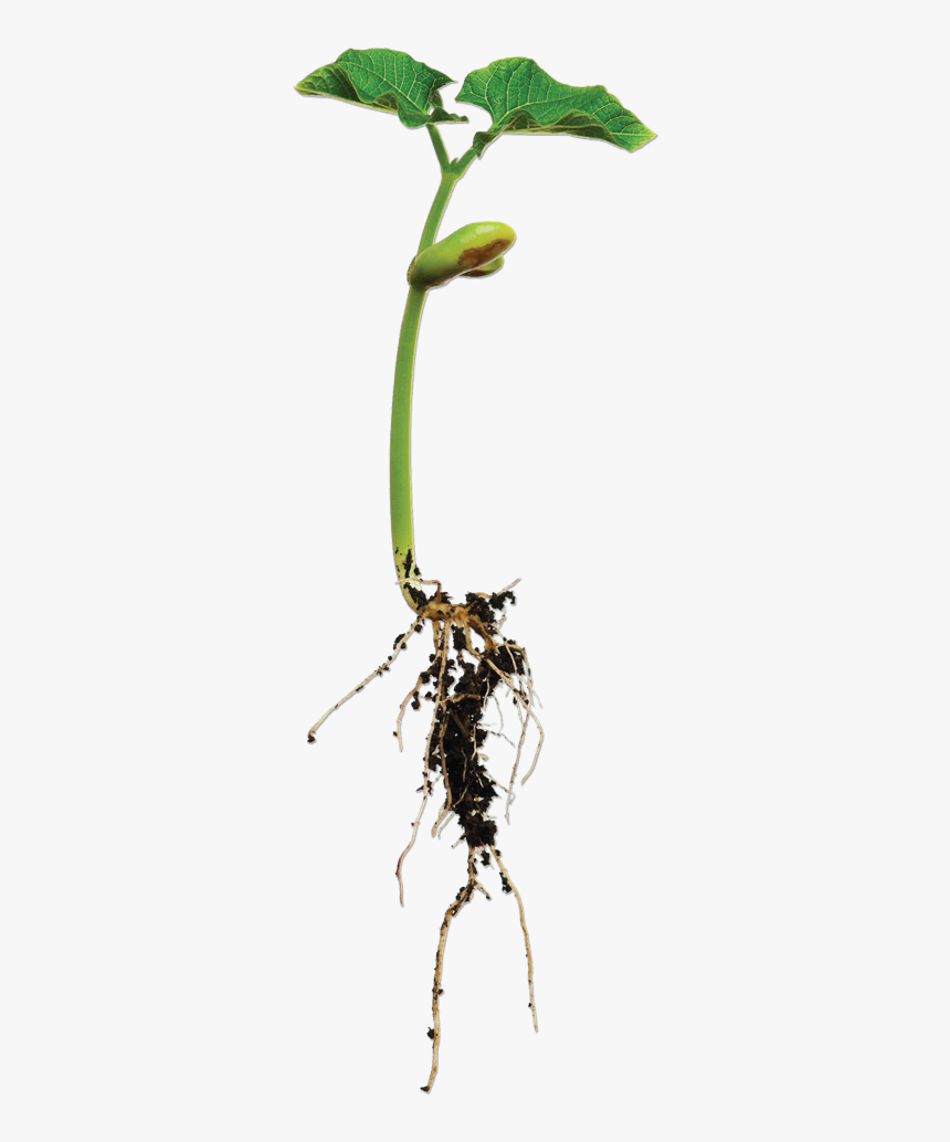 Bean Plant Png - Bean Plant With Root, Transparent Png