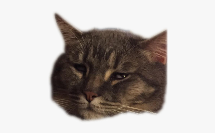 Domestic Short-haired Cat, HD Png Download