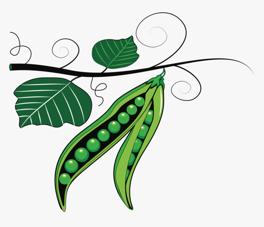 Line Art,plant,flora - Clipart Green Peas, HD Png Download