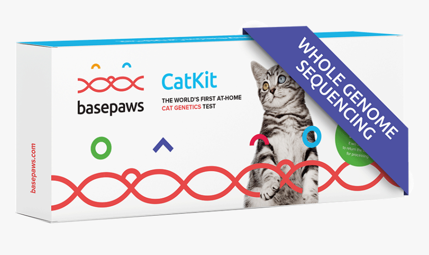 Genome Sequencing - British Short Hair Cat, HD Png Download