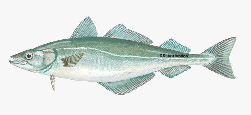 Pollock - European Pollock, HD Png Download