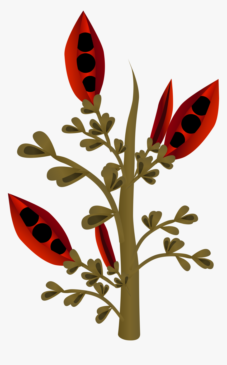 This Free Icons Png Design Of Firebog Firebean - Plants, Transparent Png
