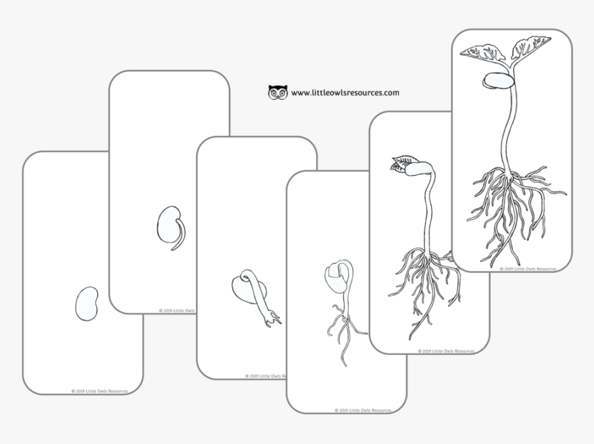 Bean Grow Cards Colouring Cover - Illustration, HD Png Download