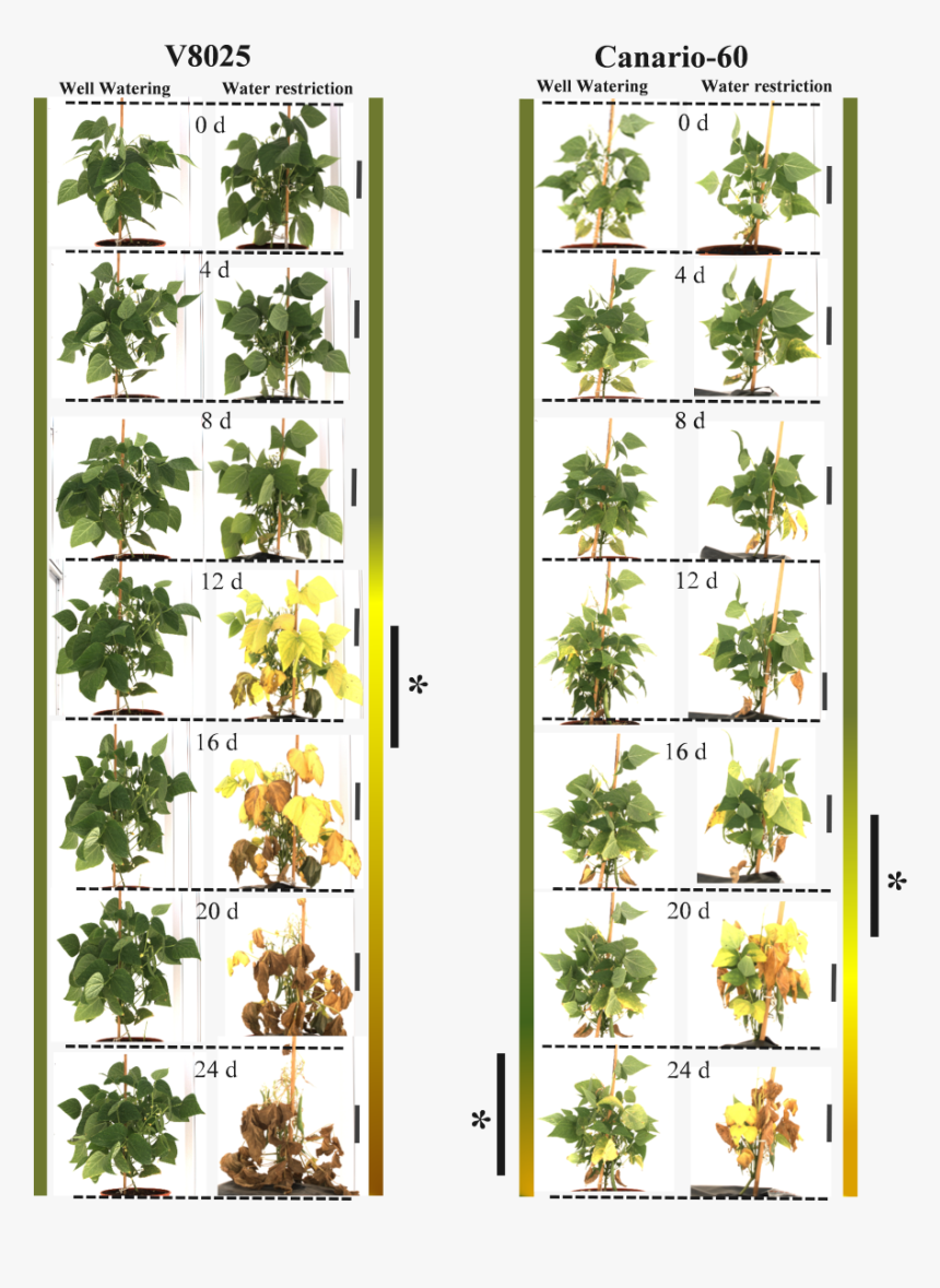 Houseplant, HD Png Download