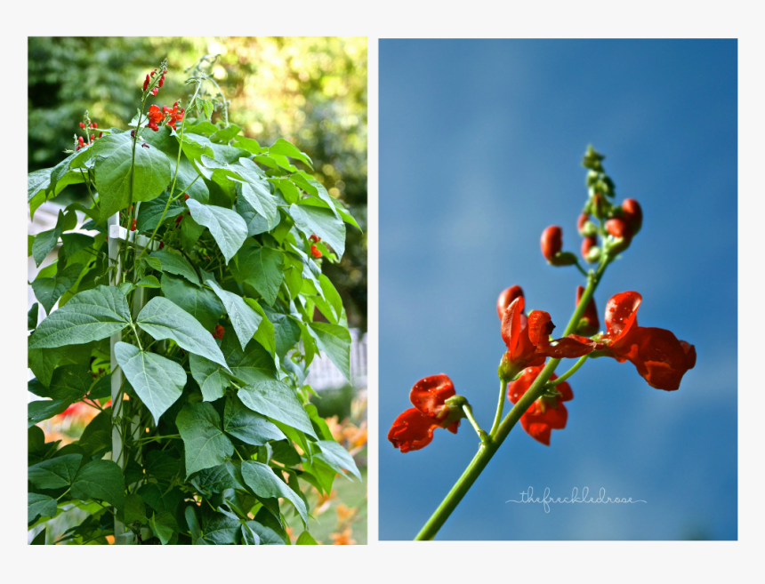Guide To Growing Scarlet Runner Beans, HD Png Download