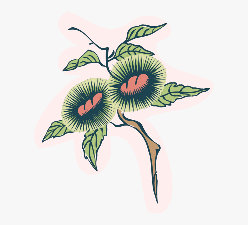 Vector Illustration Of Coffee Bean Plant - Illustration, HD Png Download