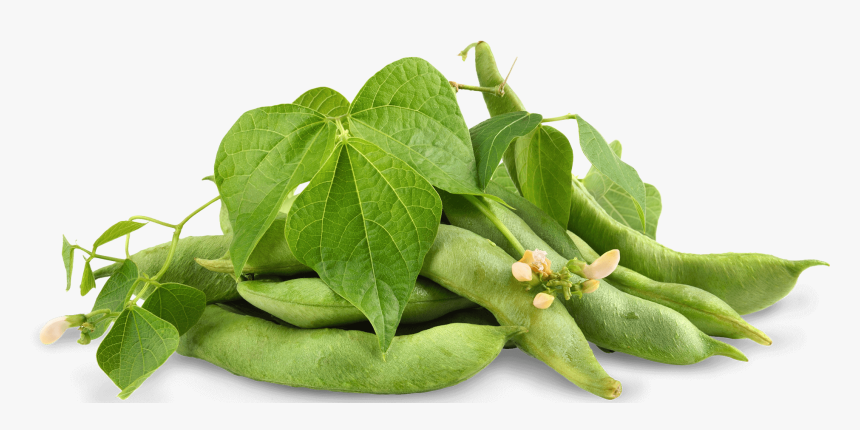 Soybean - Edamame Leaves, HD Png Download