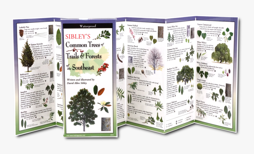 Christmas Tree, HD Png Download