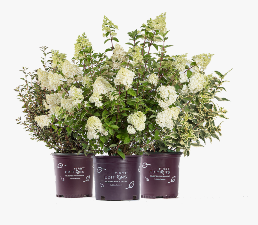 Flowerpot, HD Png Download