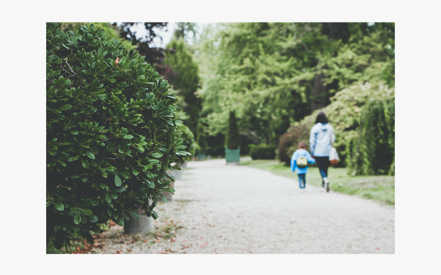 Shrub Png Plan, Transparent Png