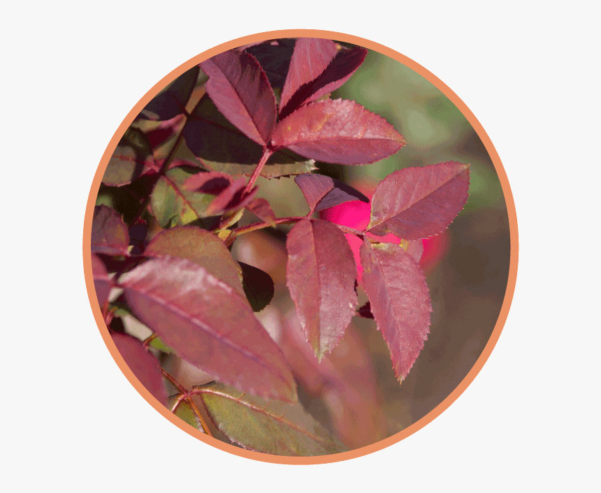 Tree, HD Png Download