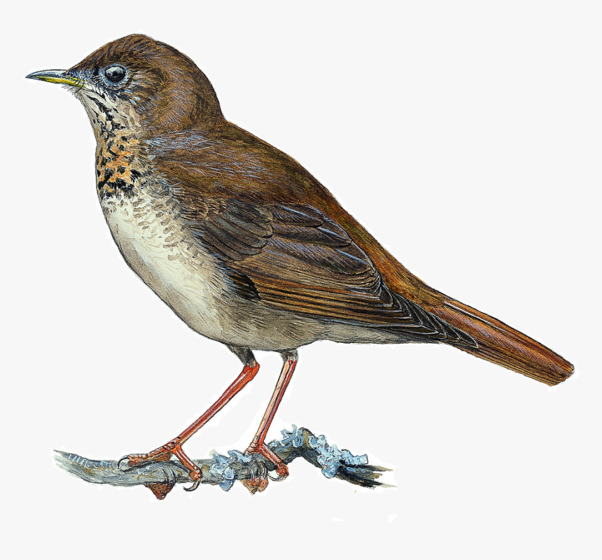 Black Chinned Quailfinch Drawing Hbw, HD Png Download