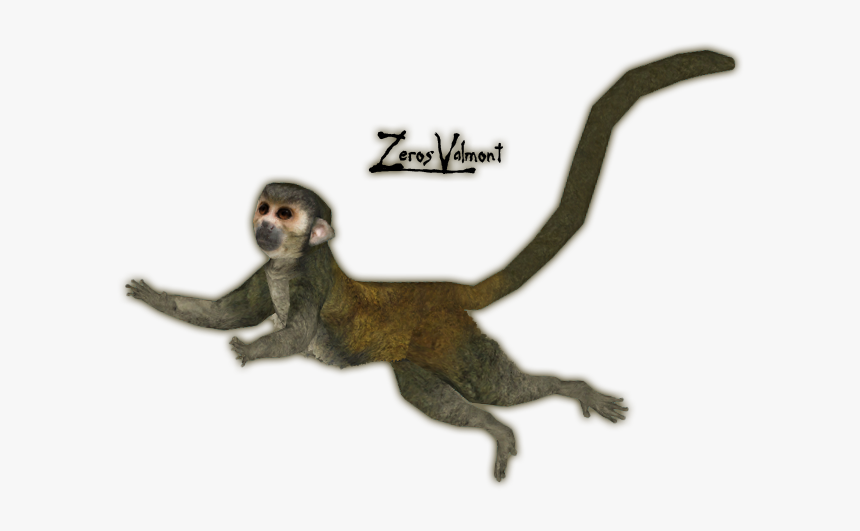 Clip Art Geoffroys Spider Monkey - Zoo Tycoon 2 Squirrel Monkey, HD Png Download