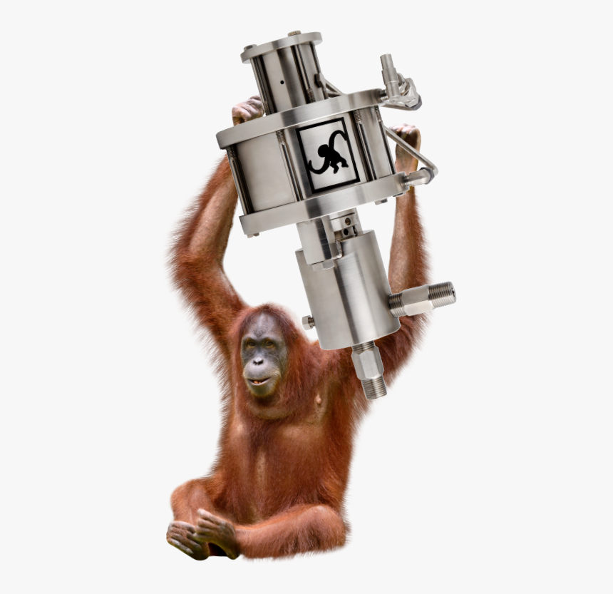 Orangutan, HD Png Download