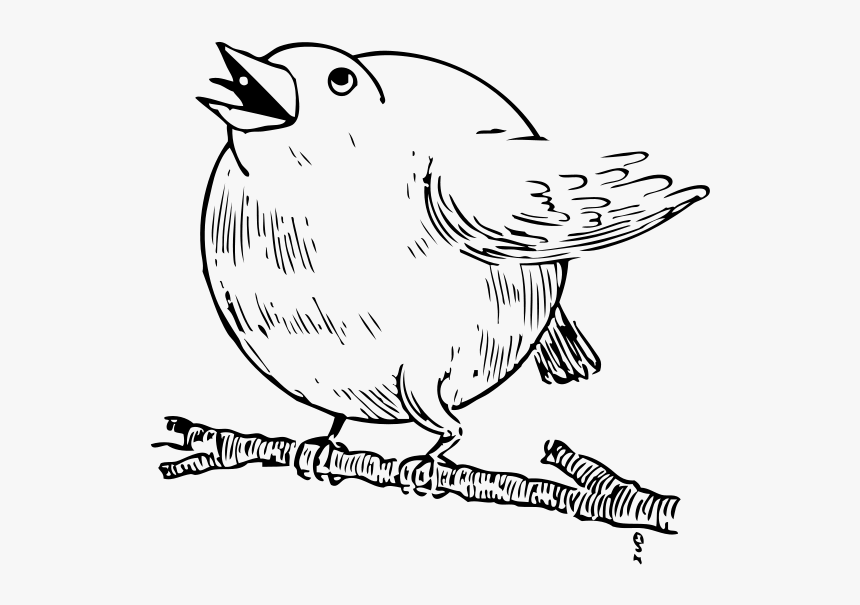Round Robin Png Clip Arts - Bird On A Branch Drawing, Transparent Png