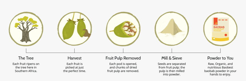 Organic Baobab Powder - Download Baobab Fruit Hd Image In Png, Transparent Png