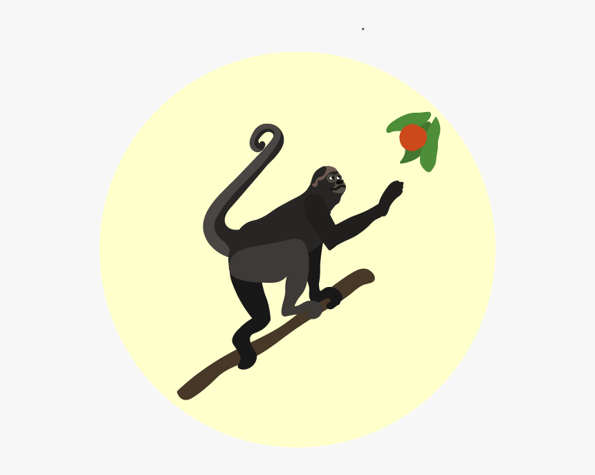 Spider Monkey, HD Png Download