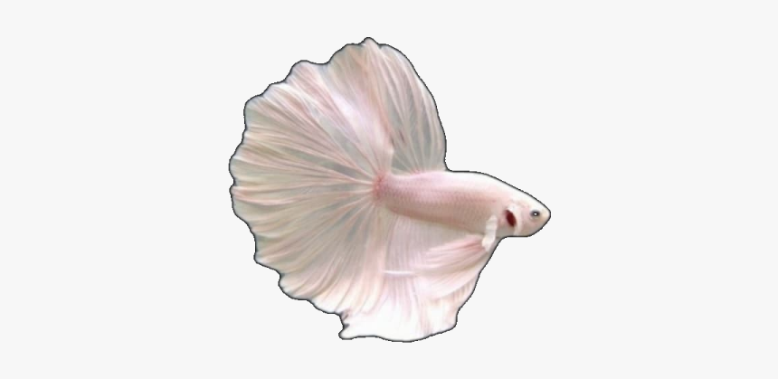 Image - Chinese Hibiscus, HD Png Download