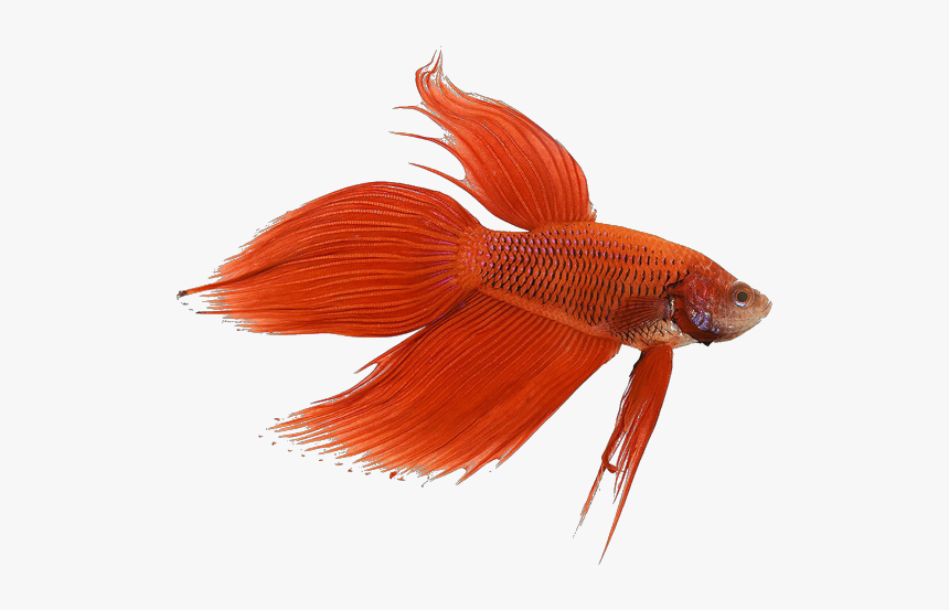Image - Siamese Fighting Fish, HD Png Download