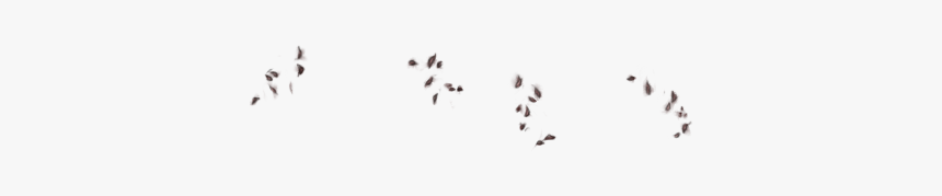 Flock, HD Png Download