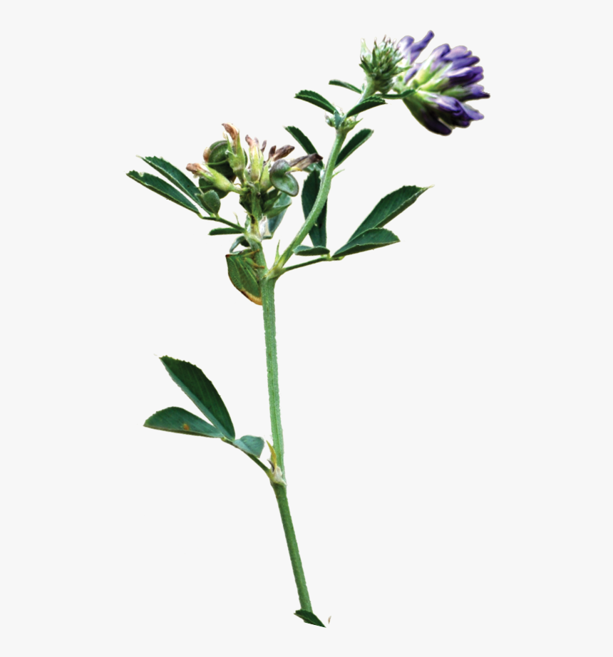 Close-up Of Alfalfa - Perforate St John's Wort, HD Png Download