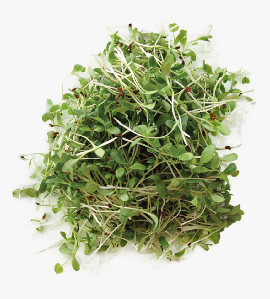Alfalfa - Micro Plants, HD Png Download